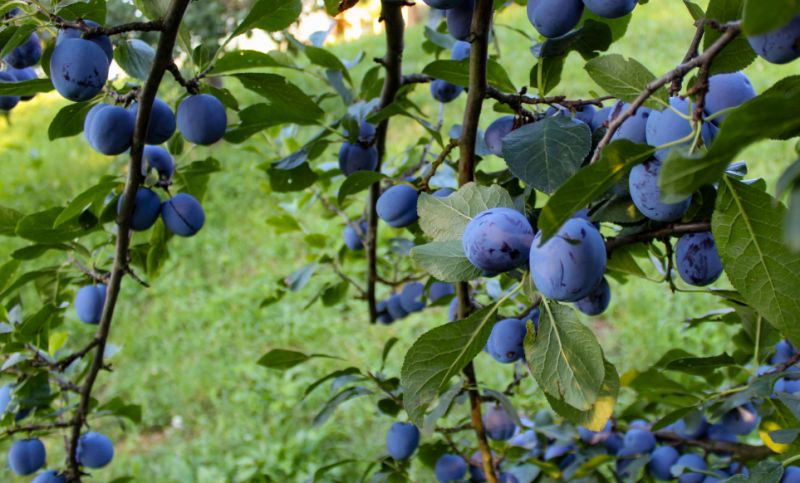 汕尾秋季摄影采摘自驾游攻略